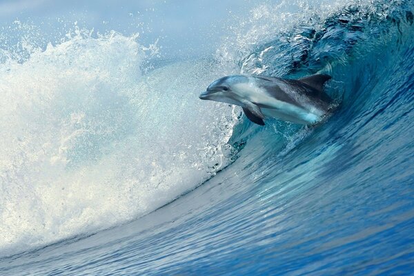 Dauphin et la mer il vague