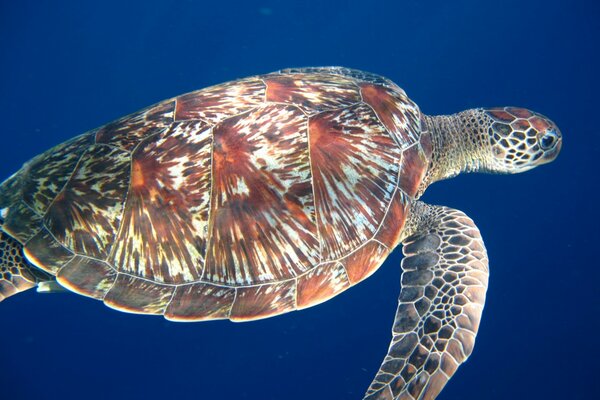 Tortue de mer nage dans l océan