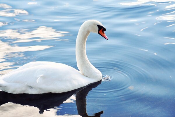 White swan on the pond