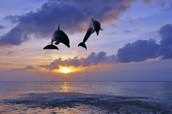 Para bawiących się delfinów o zachodzie słońca