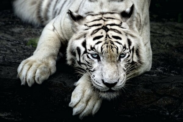 Tigre en colère et sauvage