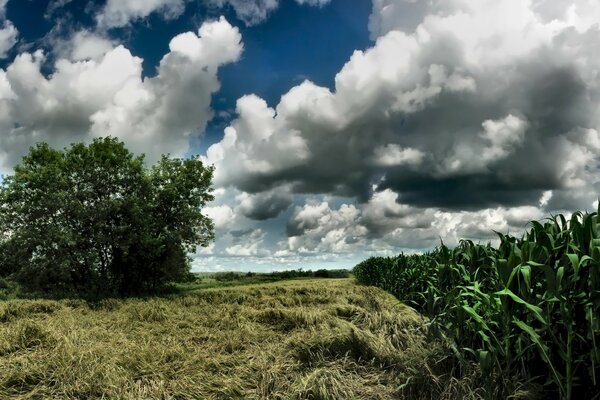 Pole kukurydzy i chmury cumulus