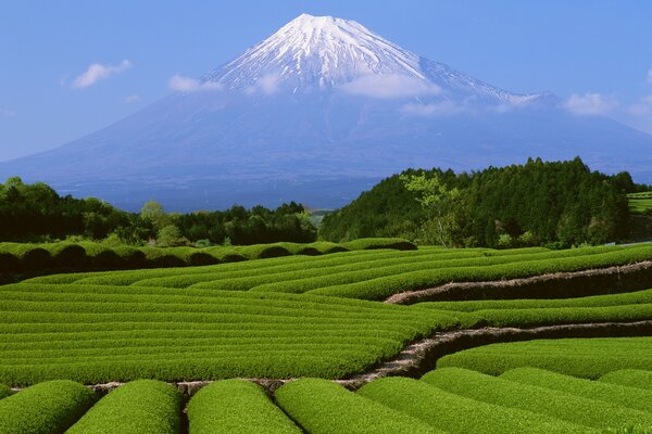 Japan s Mount Fuji and beautiful green bushes