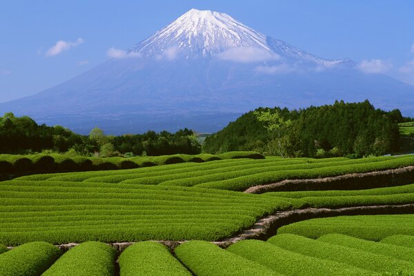 Monte Fuji giapponese e bellissimi cespugli verdi