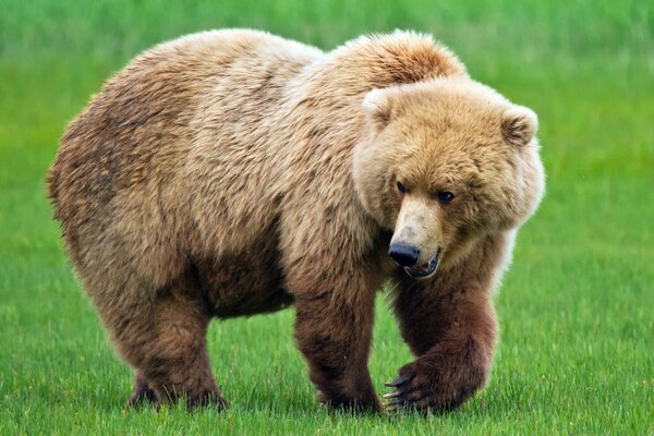 Braunbär auf der Lichtung knurrt