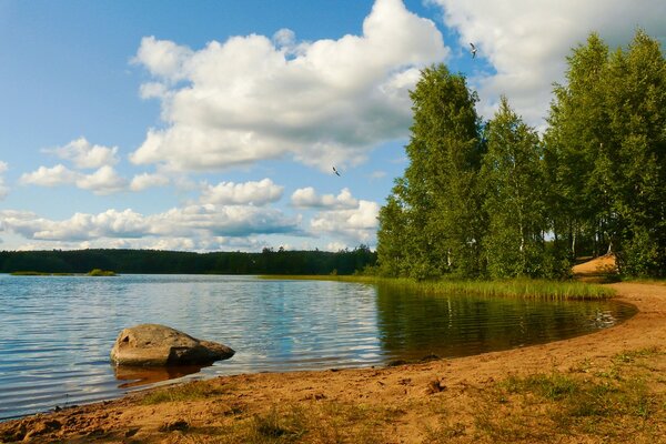 Paisaje de verano en la playa junto al bosque