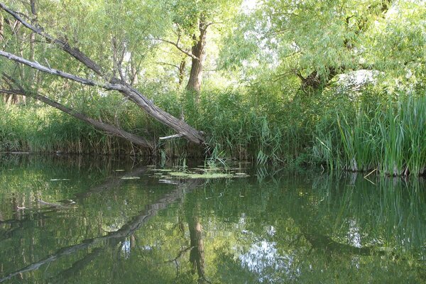 Alberi e canne si riflettono nell acqua