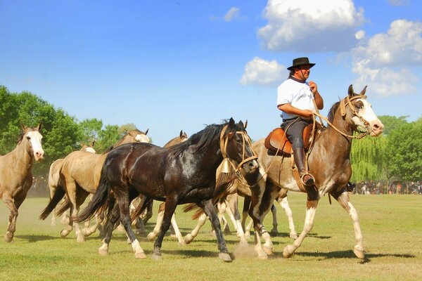 A cowboy with a herd of colorful horses