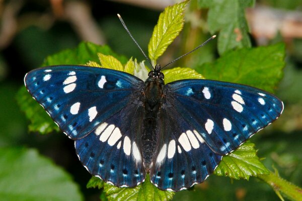 Niebieski motyl z białym ornamentem na trawie