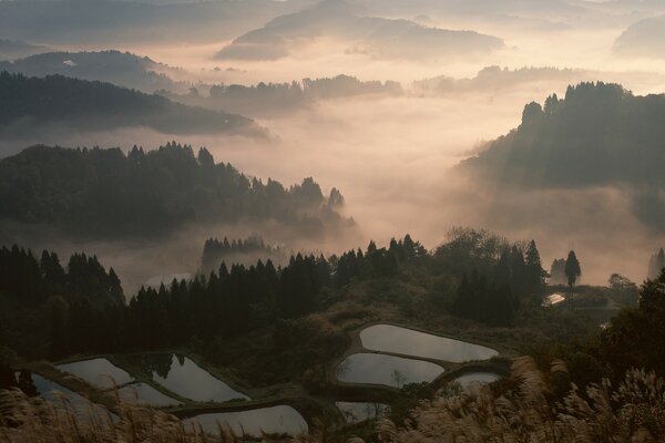 Misty Japanese forest at sunset