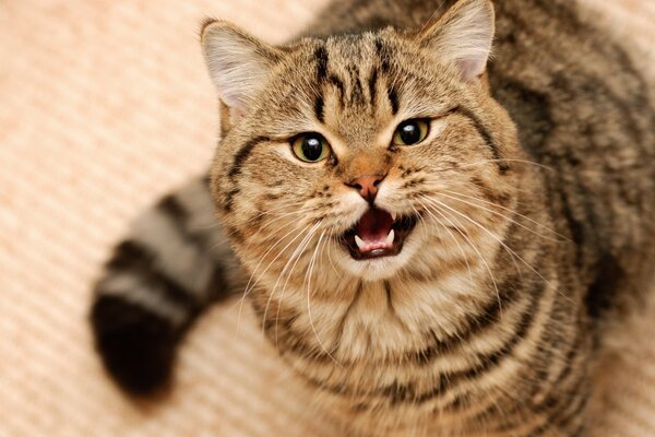 The cat is angry and baring his teeth