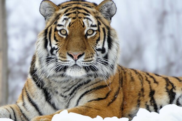 El tigre yace en la nieve