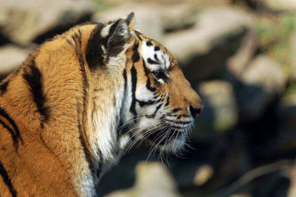 La tête d un beau tigre dans le profil