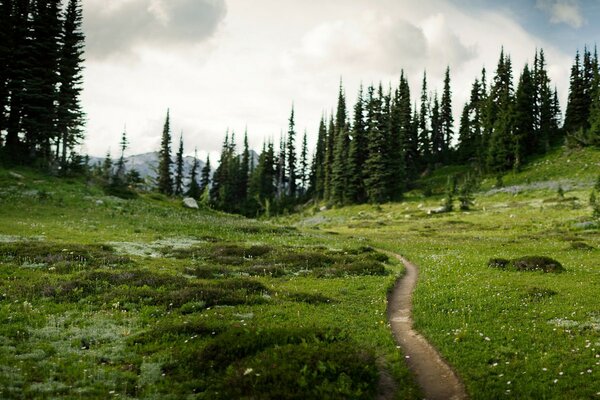 A fascinating summer road to the forest