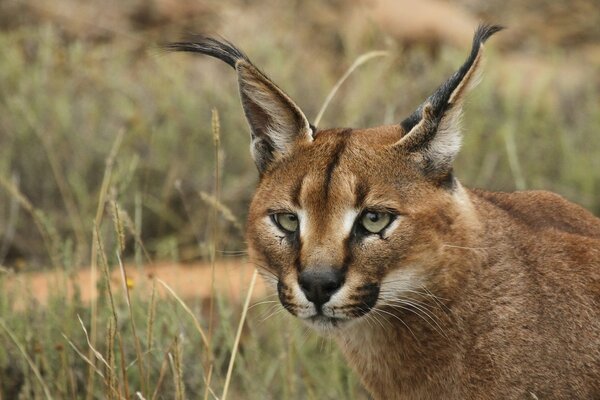 A kind of wild cat with teeth