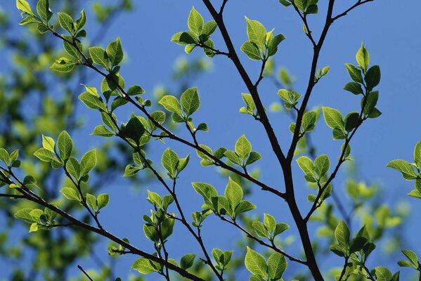 Primo fogliame contro il cielo blu