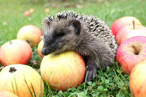 Ein schnurrbärtiger Igel sammelt Äpfel