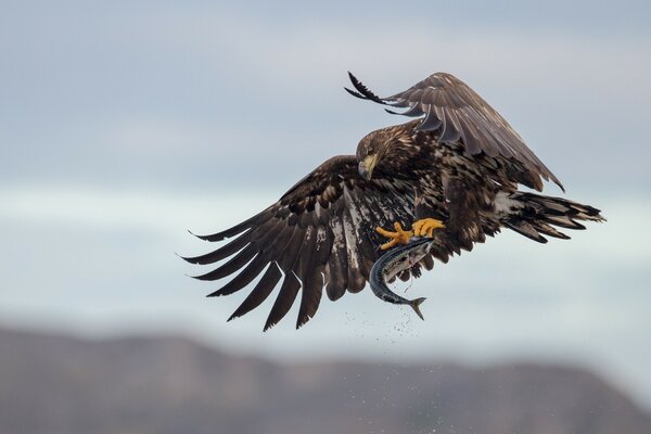 Un énorme aigle laisse tomber un poisson