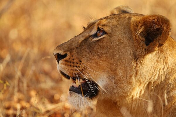 Lioness in safari looks up