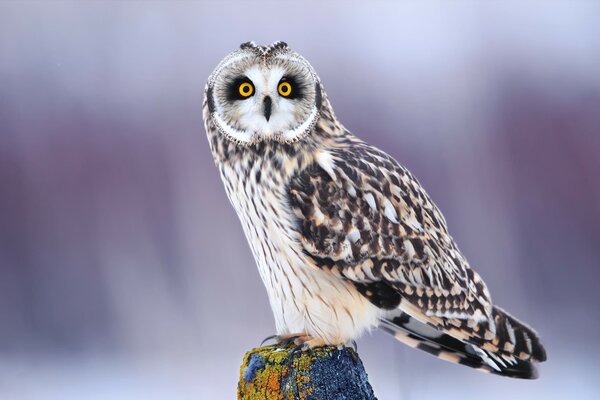 Beautiful owl on a stump with moss