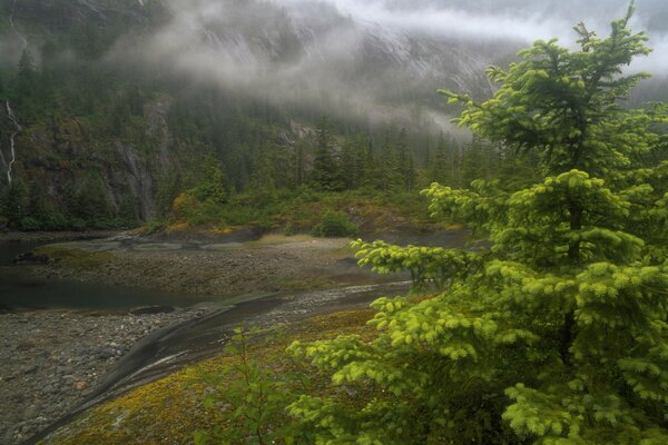 Dichter Nebel an einem Fluss in Alaska