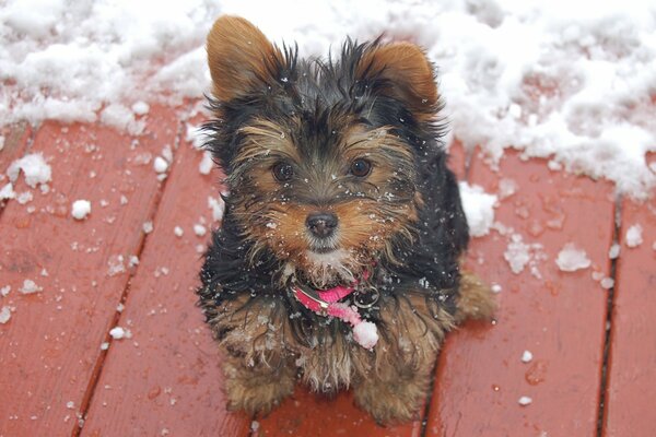 Pequeño cachorro en un paseo en invierno