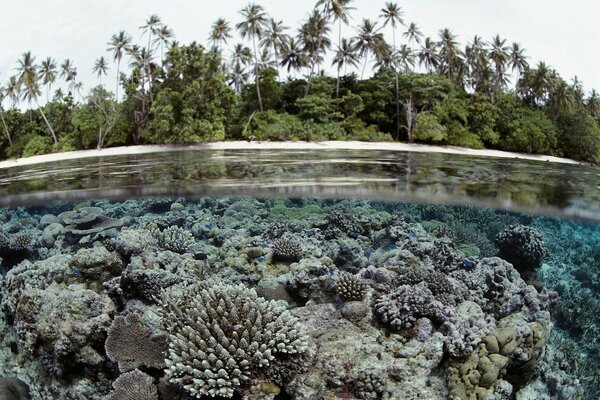 Il mondo del mare è così meraviglioso e meraviglioso