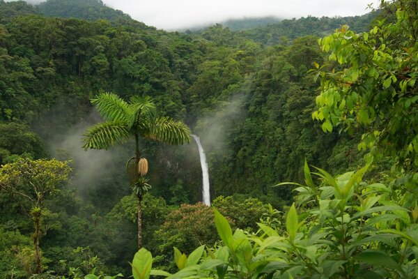 Selva y cascada en el fondo