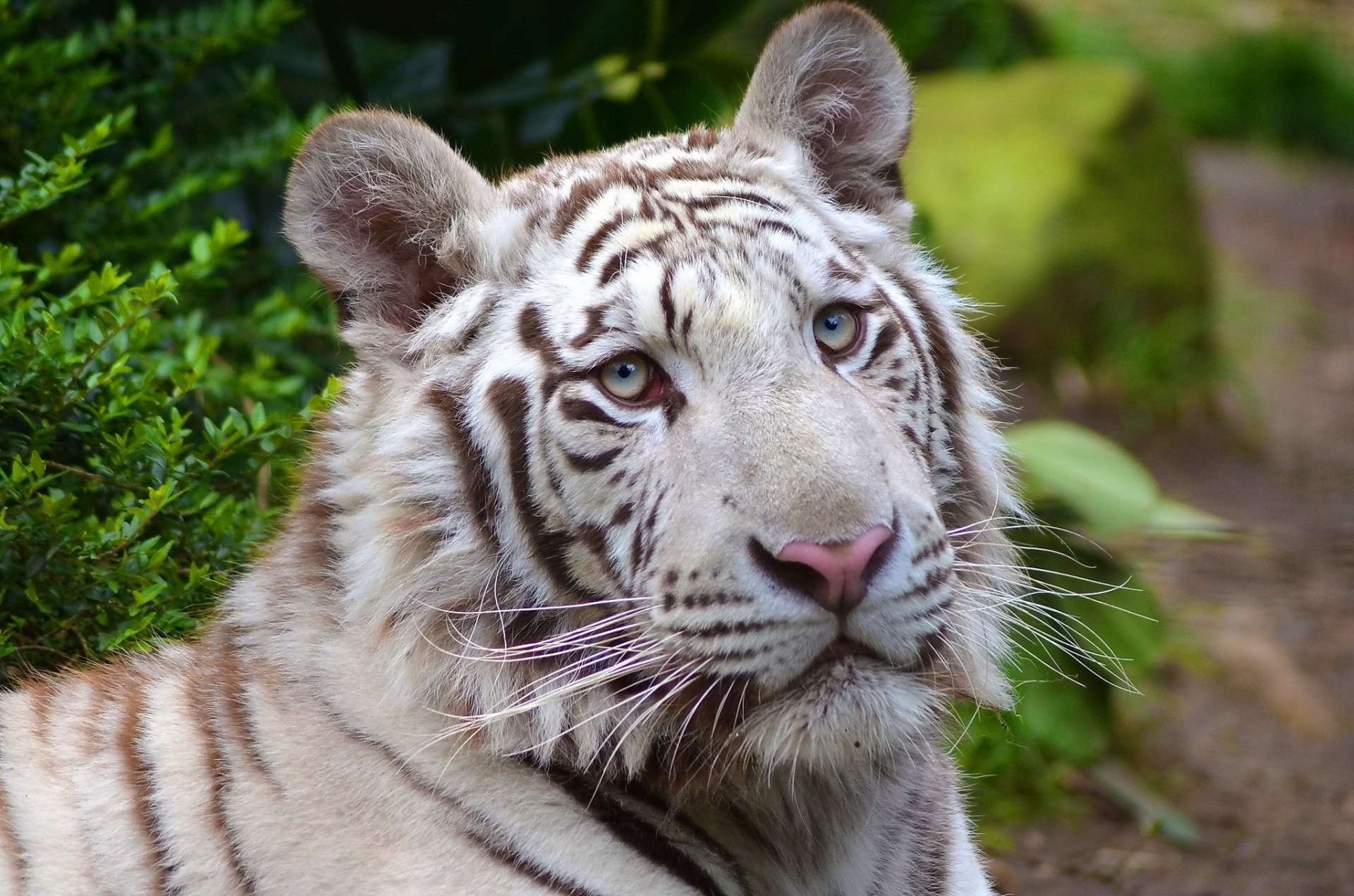 white portrait tiger