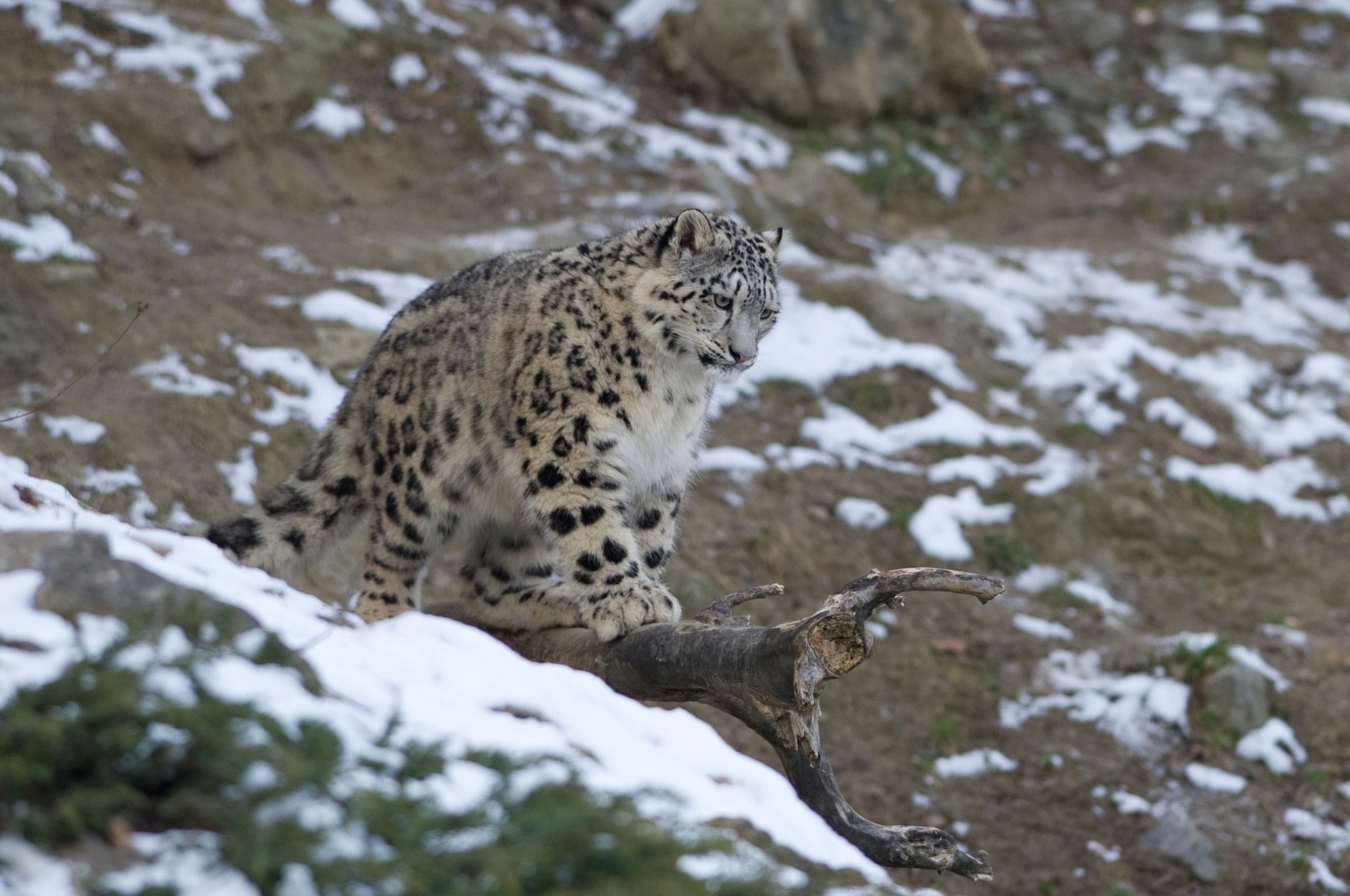 cachorro bestia adolescente gato salvaje leopardo