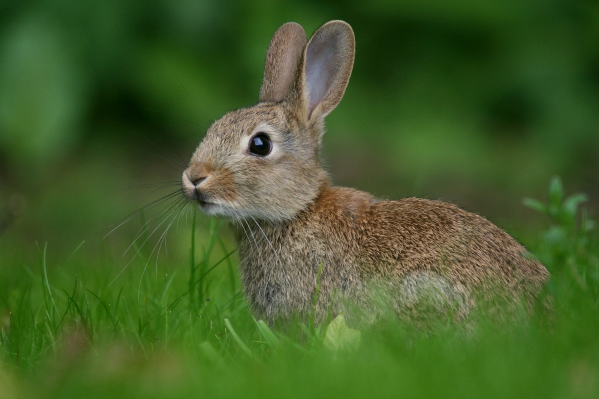 hase gras unschärfe grüns