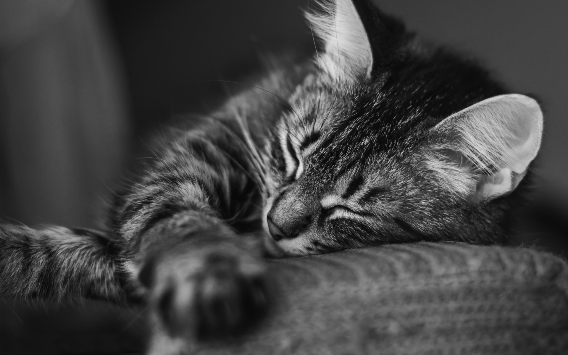 gestreift schlafen katze bw kissen zähne