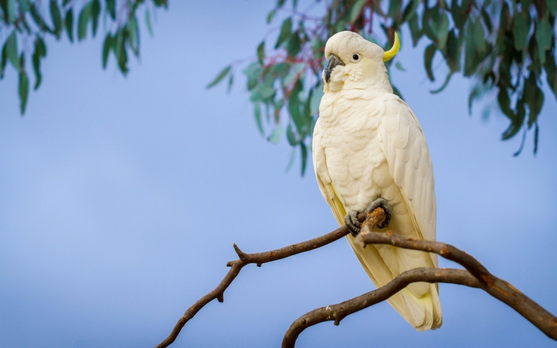 cacatúa loro cacatúa grande de ojos amarillos rama