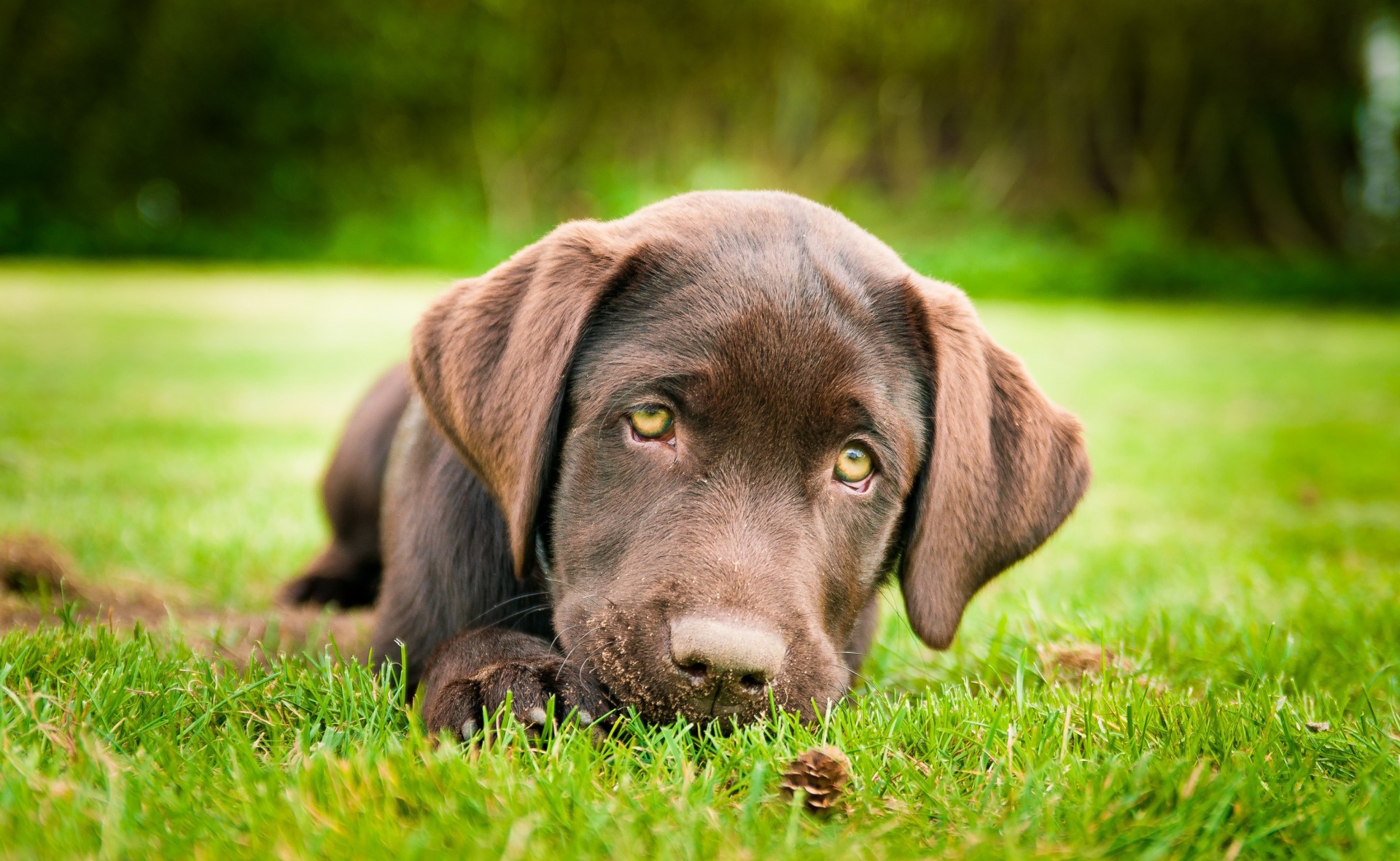 labrador retriever dog puppy