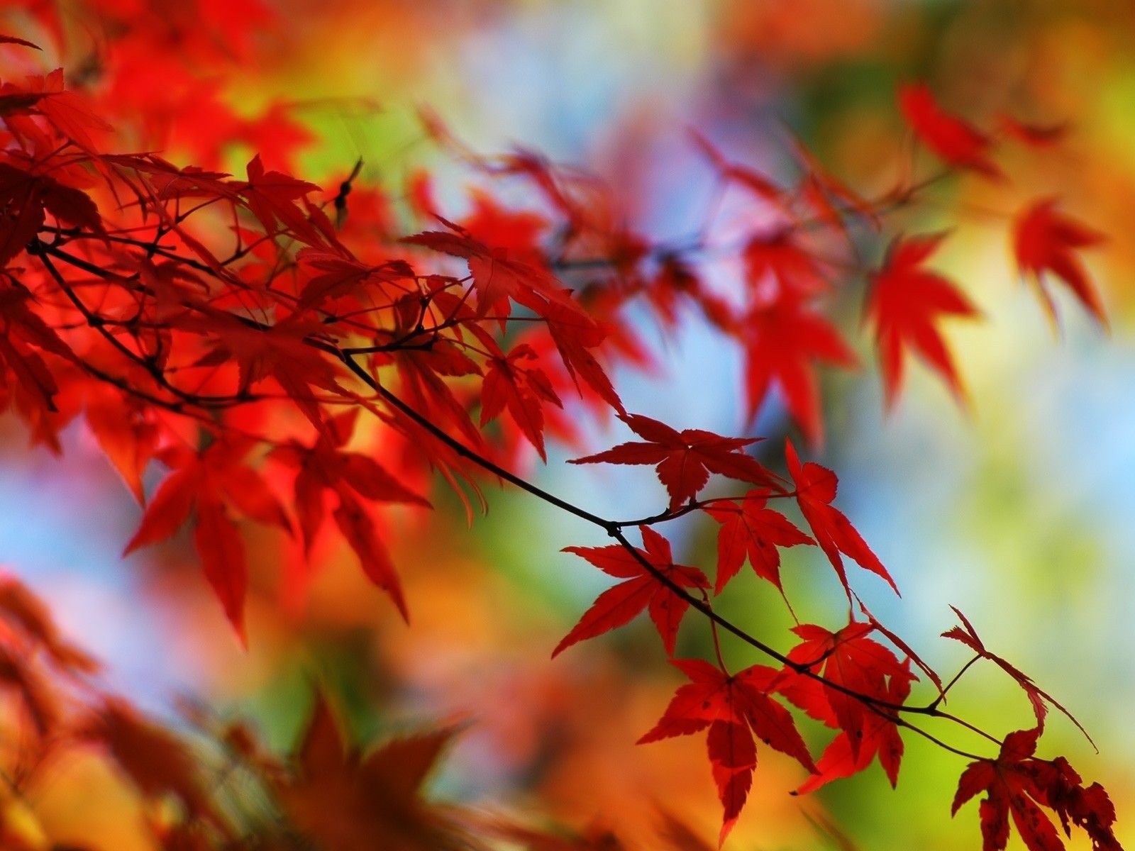 feuilles branches automne rouge