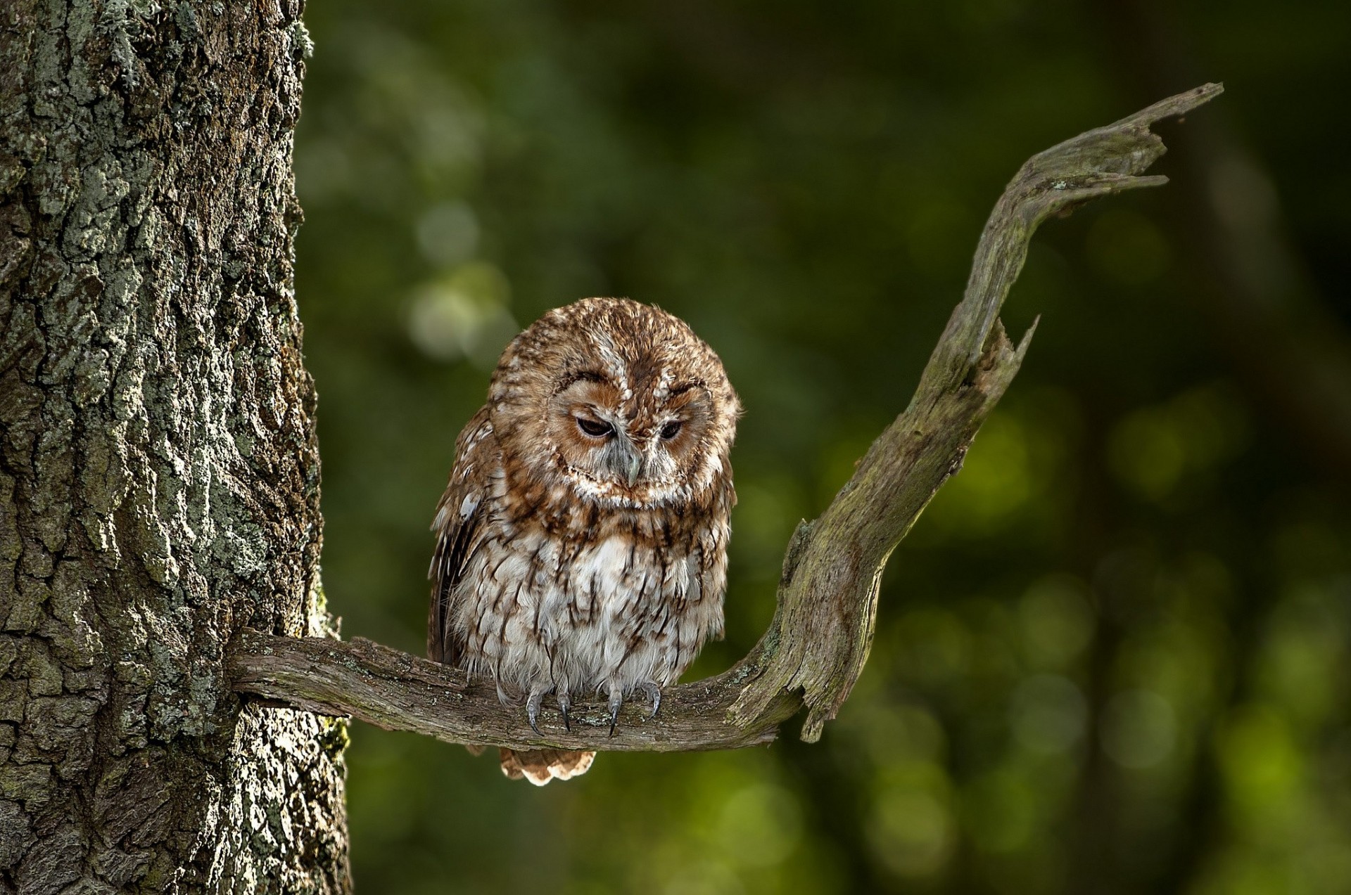 oiseaux branche hibou yeux d ambre arbre