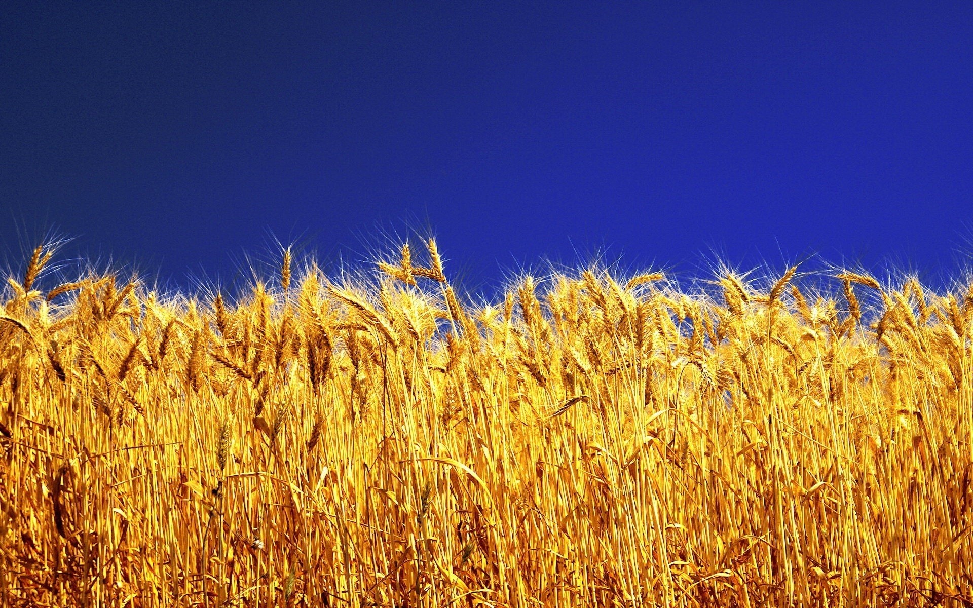 herbe jaune ciel couleurs vives