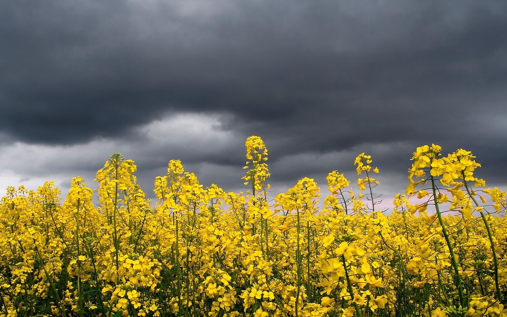 fiori cielo giallo temporale nuvole luminoso