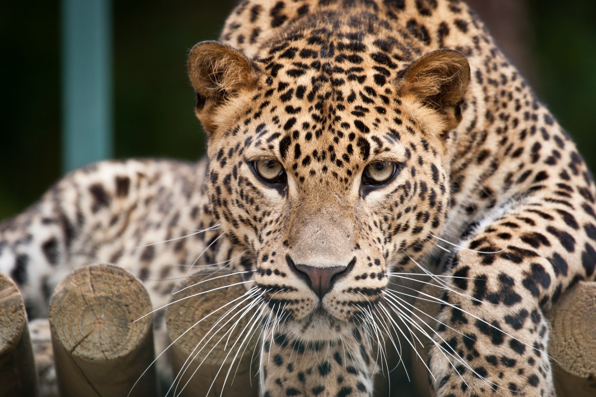 dientes gato especie leopardo