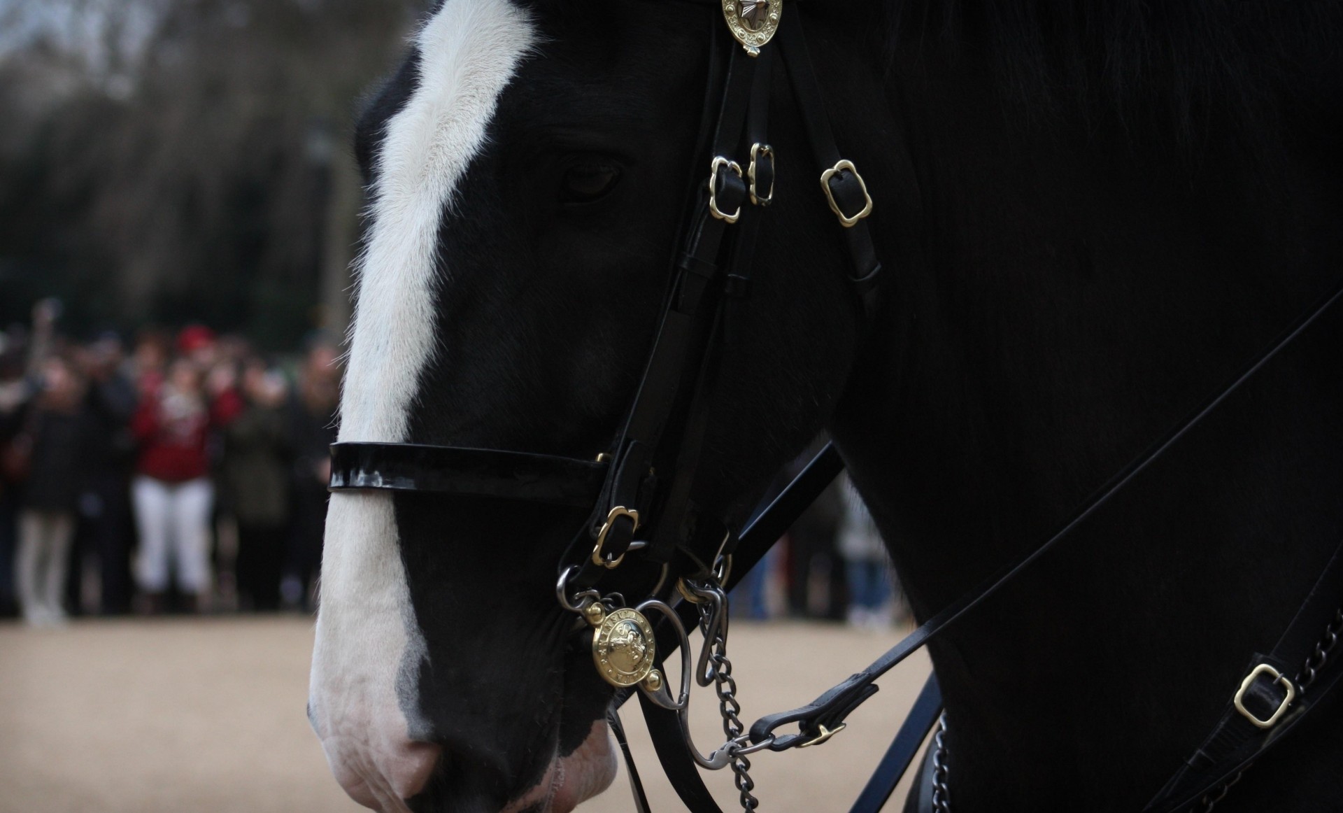 cavallo denti pecore