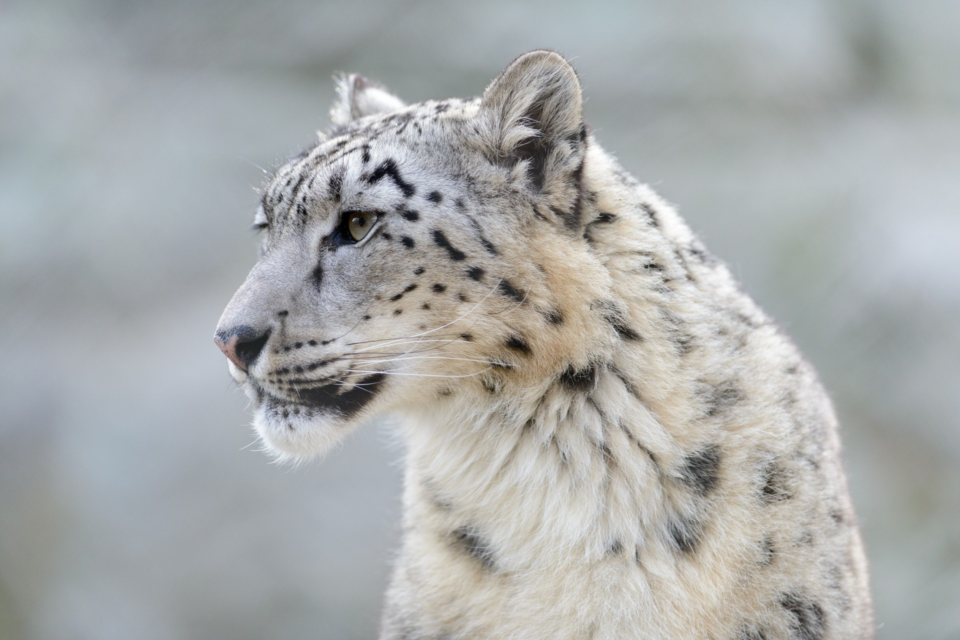 wildkatze tier zähne leopard