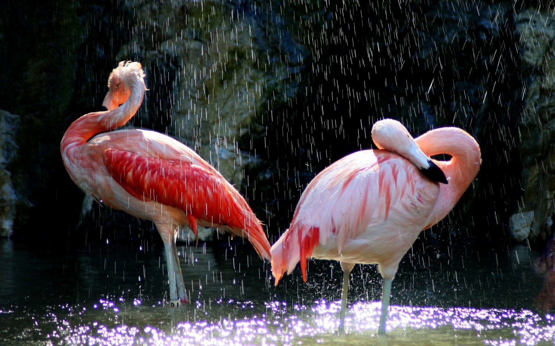 oiseaux chutes flamants roses eau