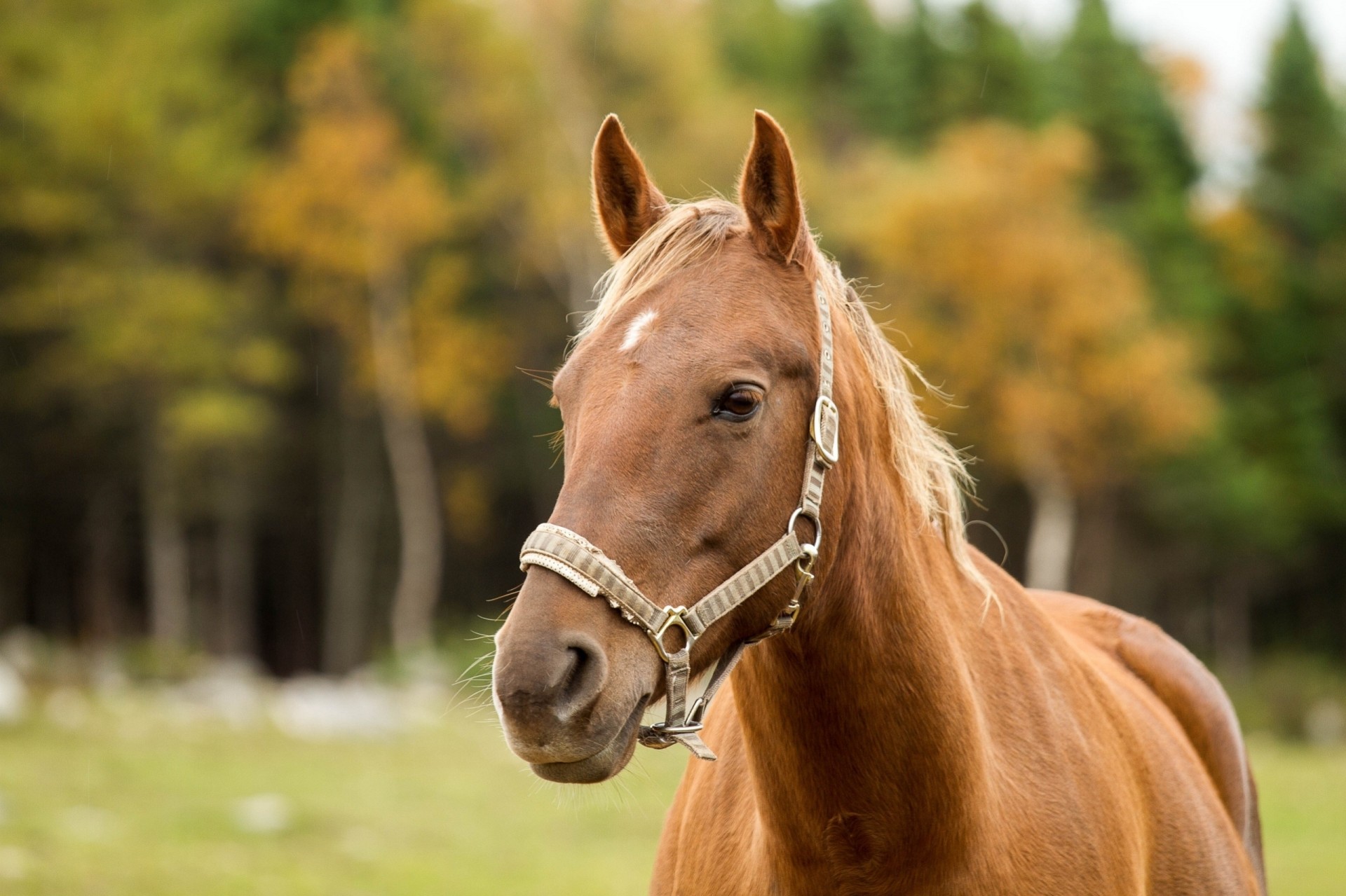 horse teeth