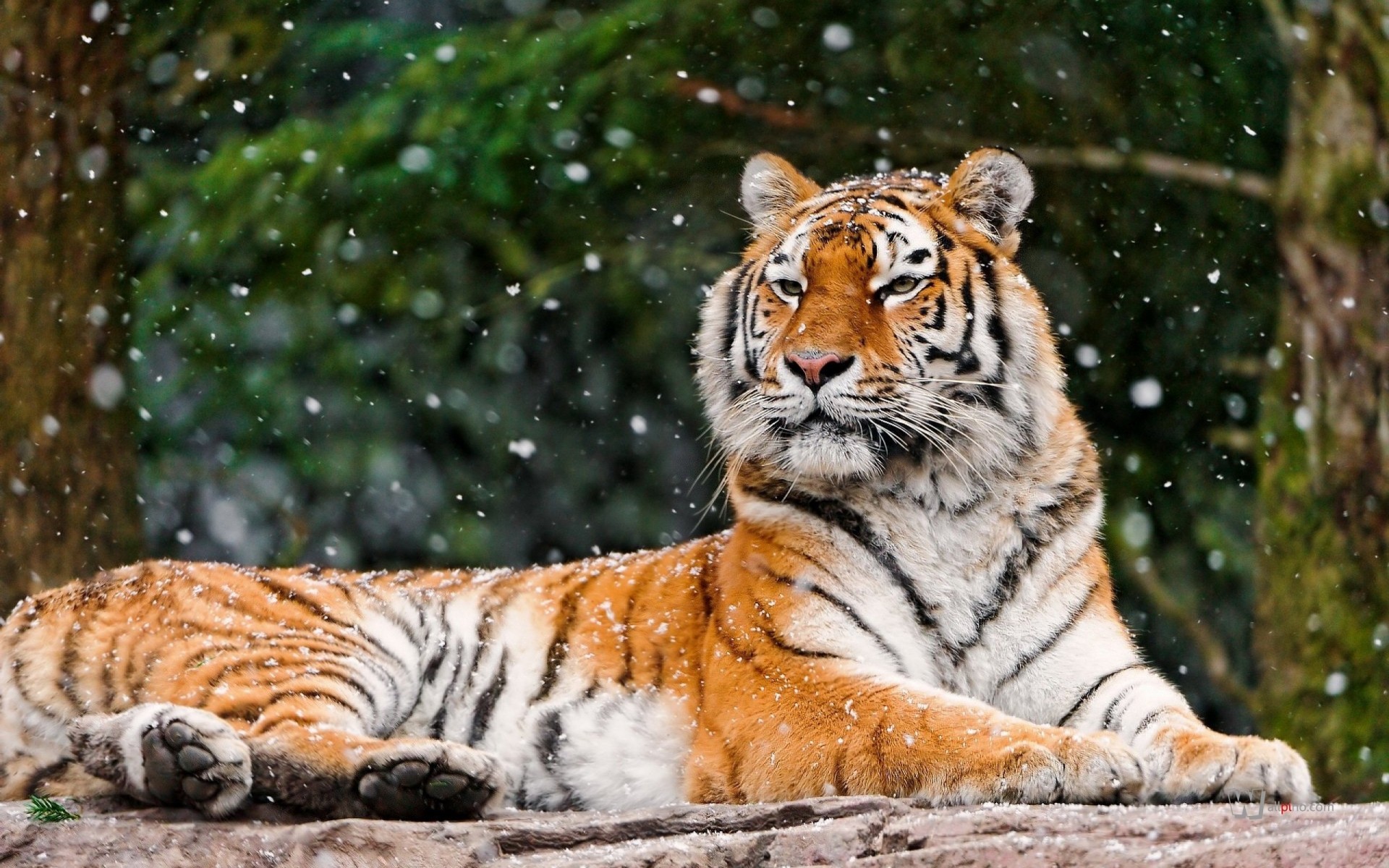 animaux neige tigre