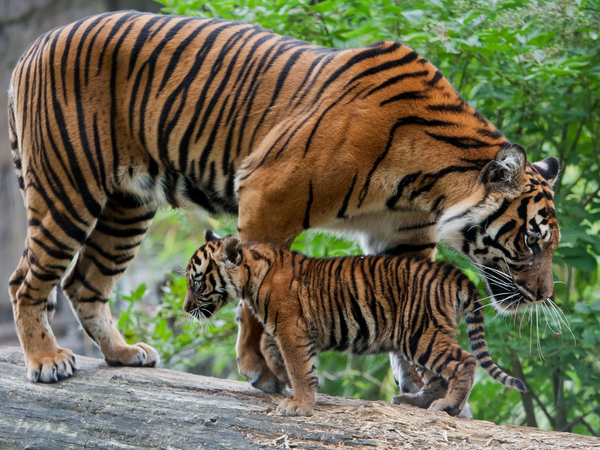 gato maternidad tigres cachorro sombreros tronco tigre