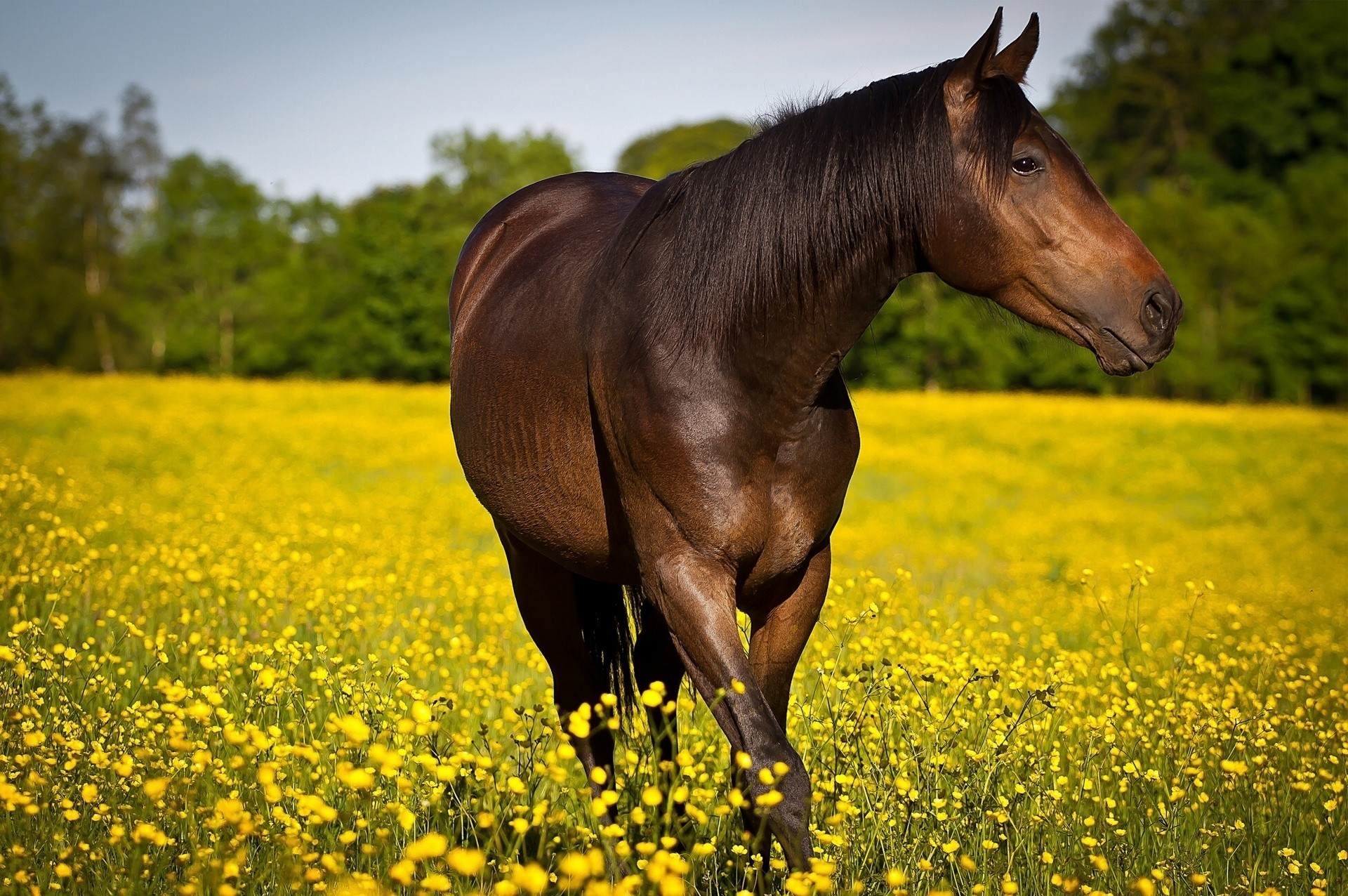 flores caballo prado