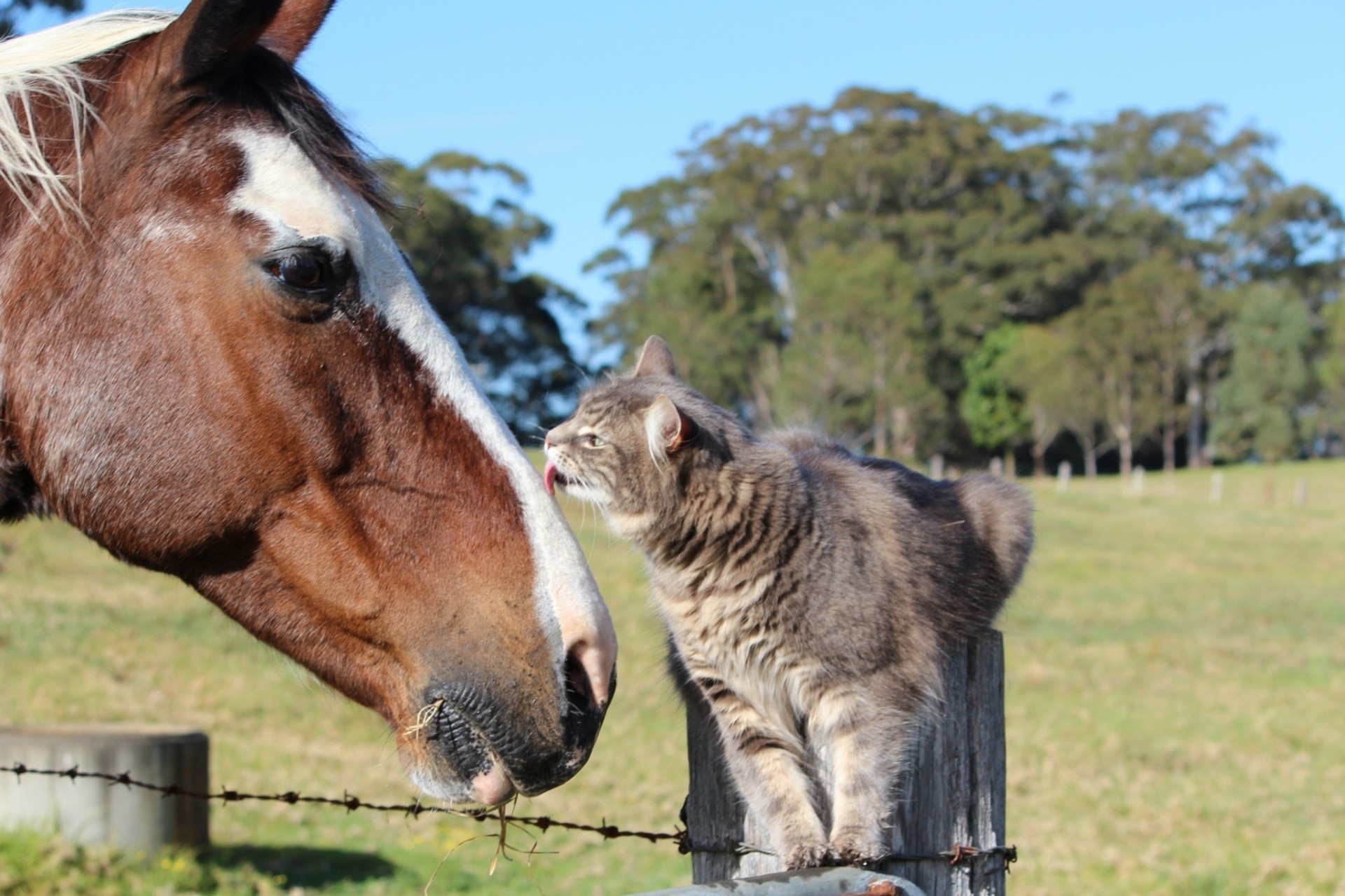 freunde katze pferd freundschaft