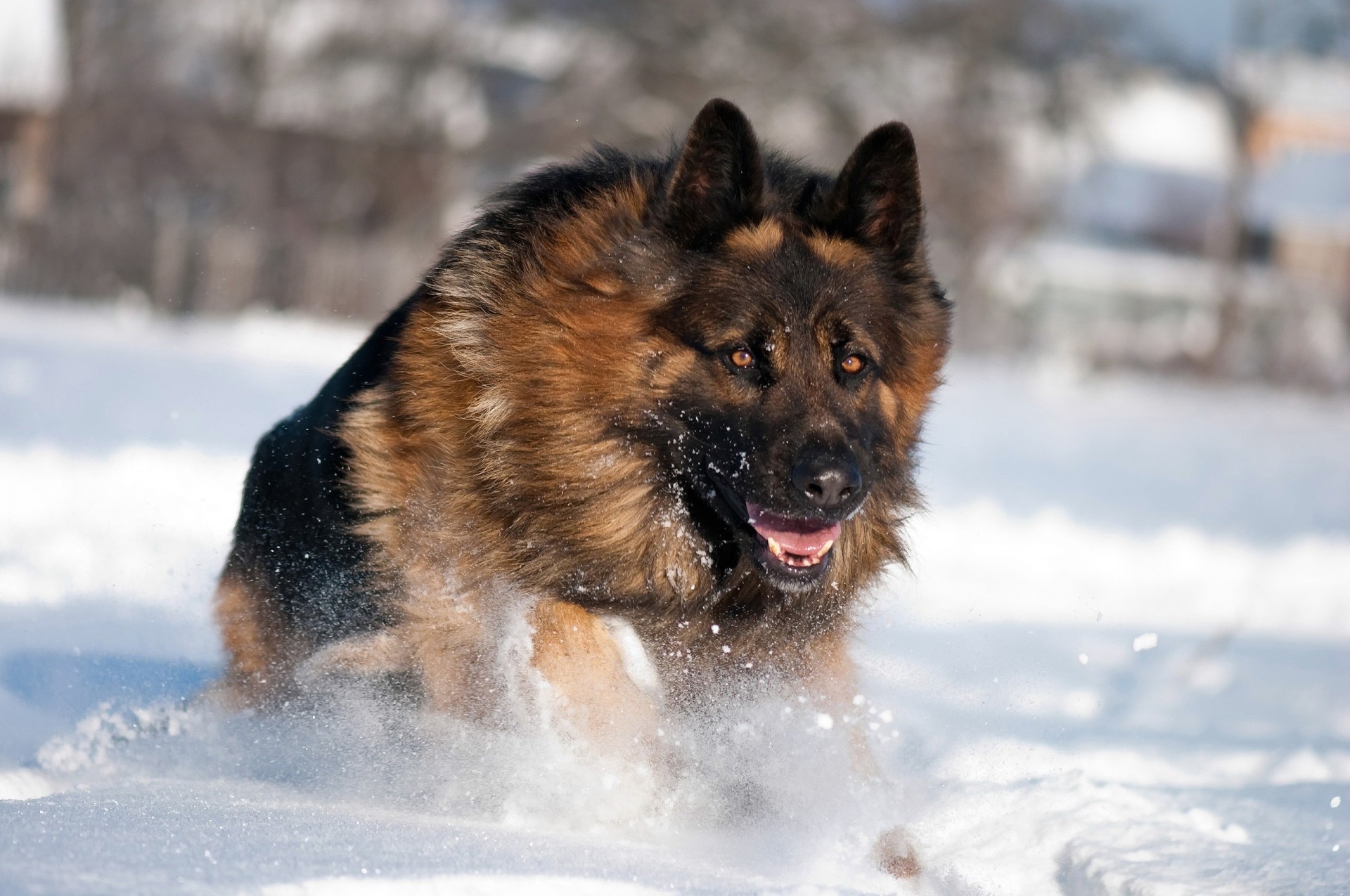 chien neige hiver berger allemand