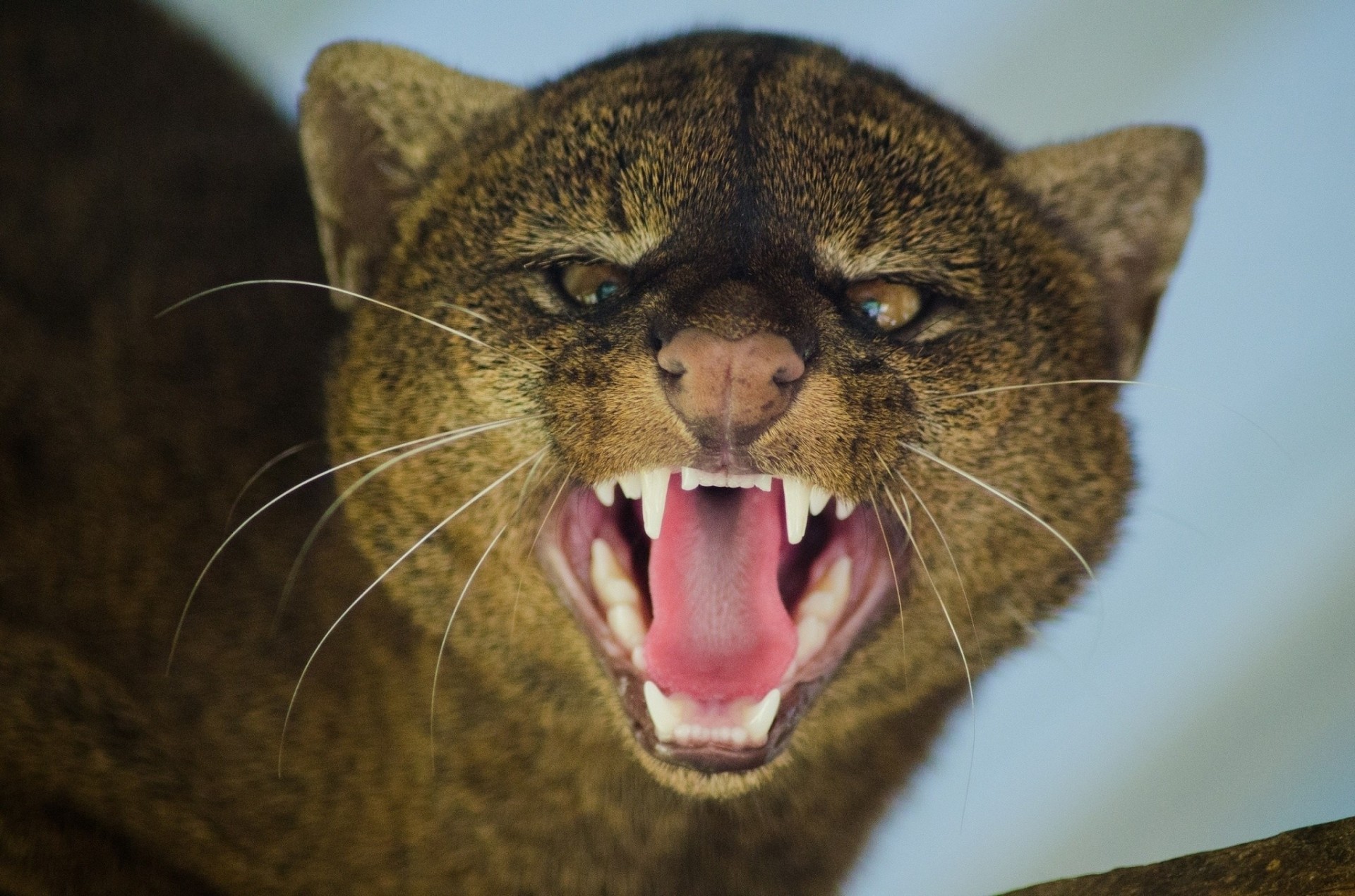 rabia rabia boca colmillos gato salvaje animales