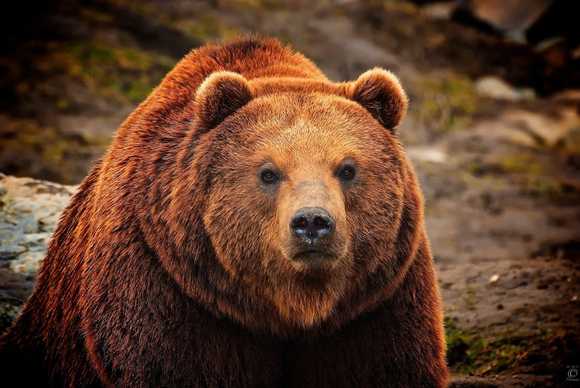 bär fell braun aussehen wolle